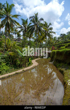 Une terrasse de riz Tegalalang vues de Bali en Indonésie. Banque D'Images