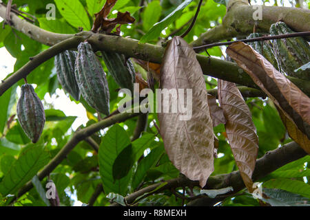 Pod fruits contenant les graines de cacao de plus en plus les branches d'un cacaoyer Indonésie - Bali. Banque D'Images