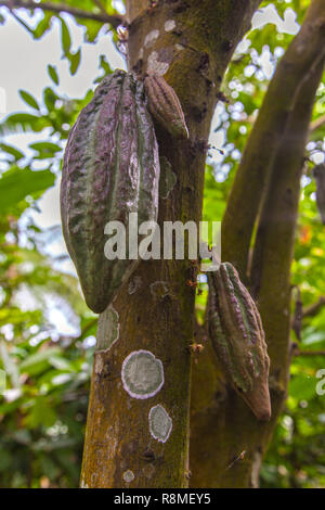 Pod fruits contenant les graines de cacao de plus en plus les branches d'un cacaoyer Indonésie - Bali. Banque D'Images