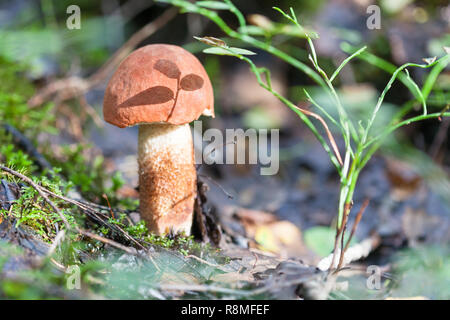 Little red-capped scaber le Leccinum aurantiacum manette avec l'ombre d'un brin de bleuets Banque D'Images