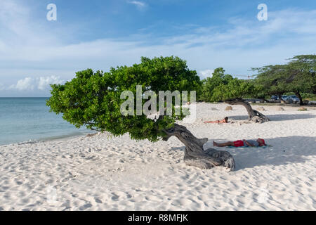 Aruba Beach - Divi-Divi tree Eagle Beach Aruba - Divi Divi célèbres arbres aka. Libidibia coriaria - un arbre indigène de légumineuses - Caraïbes Banque D'Images