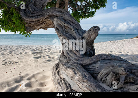 Arbre généalogique Divi-Divi close up sur Eagle Beach Aruba - Divi Divi célèbres arbres aka. Libidibia coriaria dans la lumière du jour - un arbre indigène à cosse Caraïbes Banque D'Images