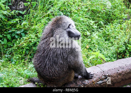 Le babouin OLIVE : l'une des espèces de singes dans le cratère du Ngorongoro. La photo a été prise en mai 2018, alors que sur Safari. Pas considérée comme une espèce en voie de disparition. Banque D'Images