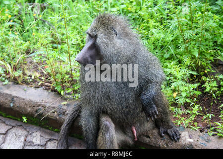 Le babouin OLIVE : l'une des espèces de singes dans le cratère du Ngorongoro. La photo a été prise en mai 2018, alors que sur Safari. Pas considérée comme une espèce en voie de disparition. Banque D'Images