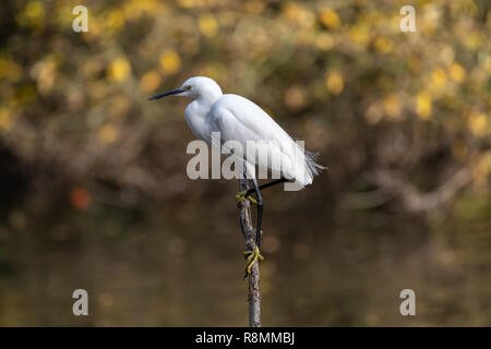 Aigrette garzette (Egretta garzetta) Banque D'Images