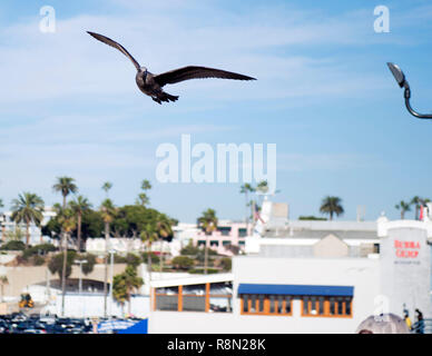 Venise, en Californie. Dec 16, 2018. 16 décembre 2018 : Un balbuzard se déplace à Santa Monica Pier. Santa Monica, CA, USA, Crédit : Brent Clark/Alamy Live News Banque D'Images