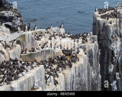 Colonie de guillemots (Uria aalge) sur un rocher. inner farne. Banque D'Images