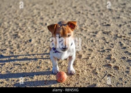 Petit brun et blanc chien Jack Russell sur une plage de sable fin avec une boule rouge, à la recherche dans l'appareil photo Banque D'Images