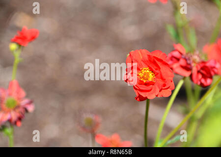 Geum 'Mrs J. Bradshaw' (Feuerball, fleurs) sur l'affichage à l'RHS Garden Harlow Carr, Harrogate, Yorkshire. Angleterre, Royaume-Uni. Banque D'Images