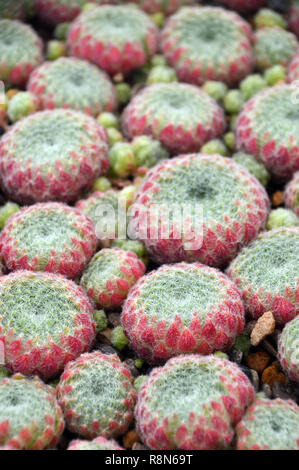 "Sempervivum Ciliosum' (Houseleek) sur l'affichage à la maison Alpine au RHS Garden Harlow Carr, Harrogate, Yorkshire. Angleterre, Royaume-Uni Banque D'Images