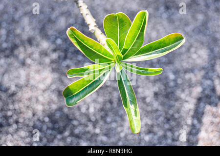 Selective focus on young feuille verte d'Adenium obesum rose du désert, ou du toitskloof avec arrière-plan flou. Libre et abstrait d'arrière-plan. Banque D'Images