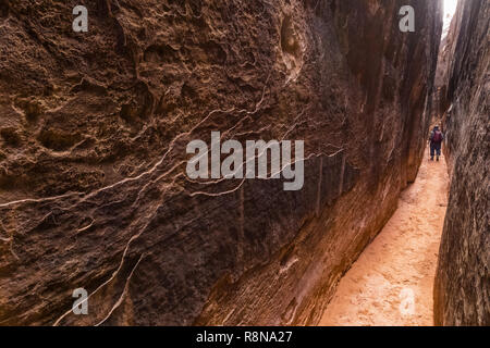 Karen Rentz squeezing à travers le sentier le long de la commune Chesler Park Sentier en boucle dans les aiguilles District de Canyonlands National Park, Utah, octobre, U Banque D'Images