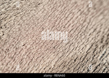 La texture poreuse de la face interne de l'écorce de bois naturel de fond monochrome macroshooting Banque D'Images