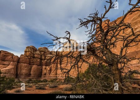 Dead Pinyon Pine, Pinus edulist, avec du grès formationson Chesler Park le long de la piste en boucle dans les aiguilles District de Canyonlands National Park, U Banque D'Images