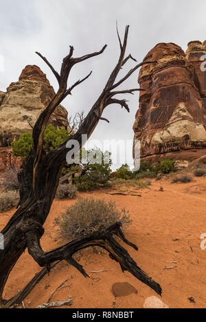 L'Utah morts, Juniper Juniperus osteosperma et orange sur le sable Chesler Park Sentier en boucle dans les aiguilles District de Canyonlands National Park, Utah, O Banque D'Images