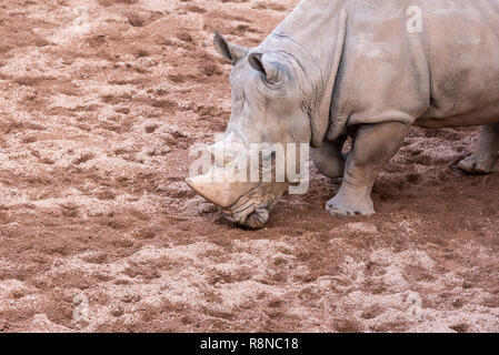 Les animaux de grande taille, rhinoceros reniflant le sol à la recherche de nourriture avec sa corne. Banque D'Images