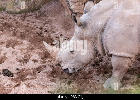 Les animaux de grande taille, rhinoceros reniflant le sol à la recherche de nourriture avec sa corne. Banque D'Images