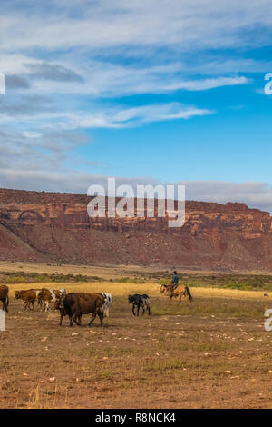 Les cow-boys sont souvent vu des troupeaux de bovins sur Pirogue Ranch, une Nature Conservancy ranch de travail actuellement consacrées à l'étude scientifique de la gestion, près de cont Banque D'Images