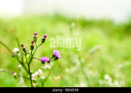 Les mauvaises herbes en fleurs de fleurs après la pluie et la rosée du matin Banque D'Images