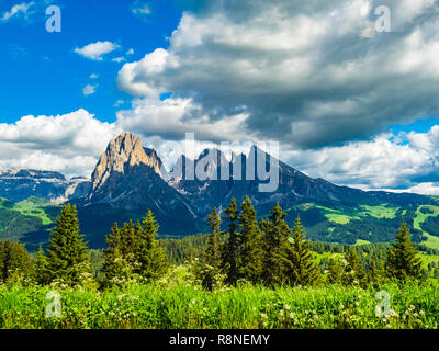 Vue sur le groupe Langkofel des Dolomites au plateau alpin Alpe di Siusi en Italie Banque D'Images