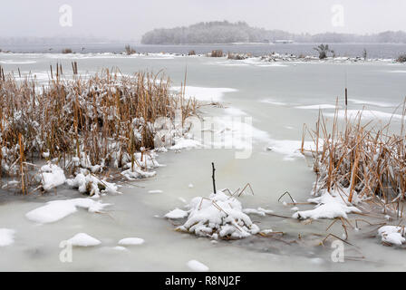 Timide à proximité de la rivière Dniepr pendant un jour d'hiver froid et neigeux. Le ciel est couvert par les nuages et les flocons de neige tomber doucement sur les arbres et sur t Banque D'Images