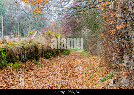 Chemin de pierre avec beaucoup de feuilles sèches, d'une clôture de barbelés à côté de lui et la végétation sans feuilles dans un de l'automne dans des Ardennes belges Banque D'Images