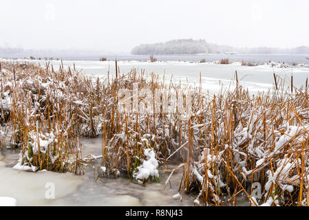 Timide à proximité de la rivière Dniepr pendant un jour d'hiver froid et neigeux. Le ciel est couvert par les nuages et les flocons de neige tomber doucement sur les arbres et sur t Banque D'Images