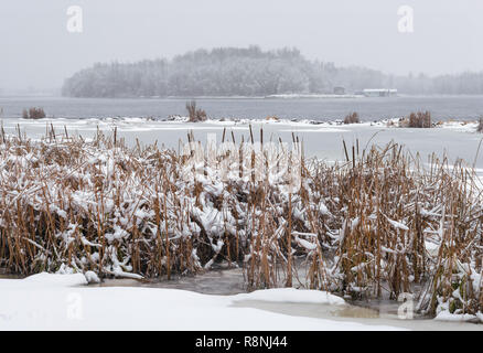 Timide à proximité de la rivière Dniepr pendant un jour d'hiver froid et neigeux. Le ciel est couvert par les nuages et les flocons de neige tomber doucement sur les arbres et sur t Banque D'Images