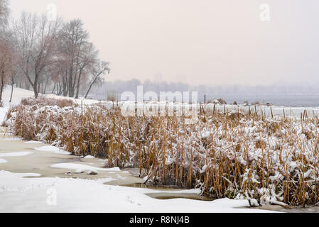 Timide à proximité de la rivière Dniepr pendant un jour d'hiver froid et neigeux. Le ciel est couvert par les nuages et les flocons de neige tomber doucement sur les arbres et sur t Banque D'Images