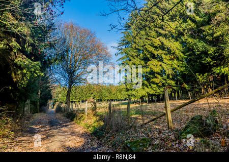 Prairie avec poteaux en bois et des barbelés à côté d'une route de pierres et d'arbres feuillus avec un ciel bleu sur une froide journée d'hiver dans des Ardennes belges Banque D'Images