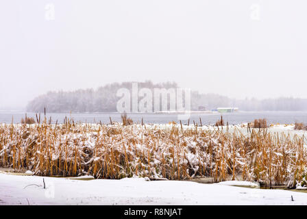 Timide à proximité de la rivière Dniepr pendant un jour d'hiver froid et neigeux. Le ciel est couvert par les nuages et les flocons de neige tomber doucement sur les arbres et sur t Banque D'Images