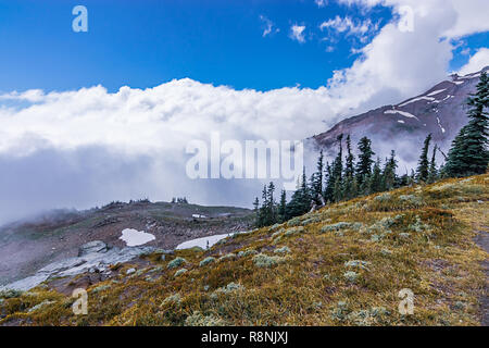 Meadows et de pins en face de montagnes enneigées Banque D'Images