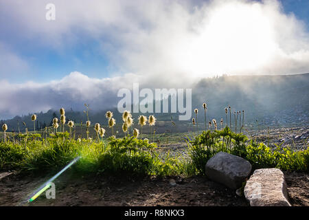 Le soleil qui rayonne à travers les nuages blancs moelleux et des fleurs jaunes Banque D'Images