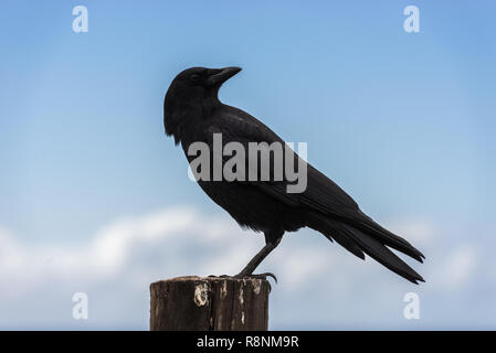 Un corbeau perché sur un poteau en bois à côté de l'océan Pacifique à Big Sur, Californie, USA. Banque D'Images