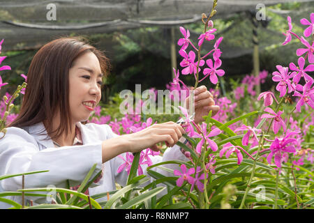 Recherche botanique chercheur orchid portant un capuchon blanc et orchidée, fleur de coupe à la recherche dans le jardin des orchidées Banque D'Images