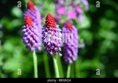 Primula vialii primevère du flacon, 'fleurs' en plein soleil progressé à RHS Garden Harlow Carr, Harrogate, Yorkshire. UK. Banque D'Images