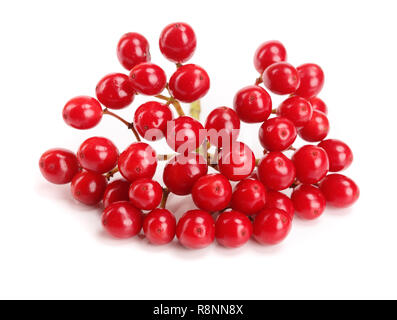 Branche de viburnum berries isolé sur fond blanc Banque D'Images