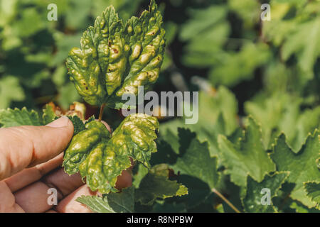 Les pucerons sur les feuilles de cassis gaulois. La lutte contre les ravageurs et le jardin potager. Banque D'Images