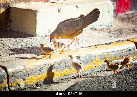 La mère poule avec les poules dans la rue croître sauvage Banque D'Images