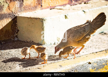 La mère poule avec les poules dans la rue croître sauvage Banque D'Images