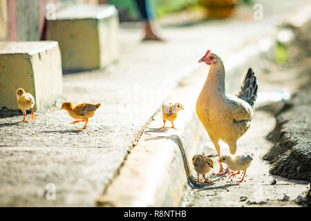 La mère poule avec les poules dans la rue croître sauvage Banque D'Images