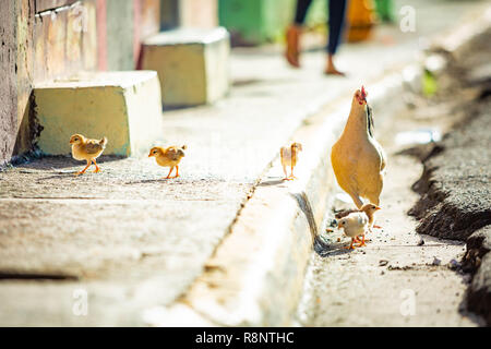 La mère poule avec les poules dans la rue croître sauvage Banque D'Images