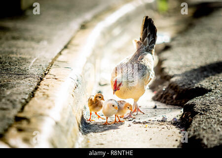 La mère poule avec les poules dans la rue croître sauvage Banque D'Images