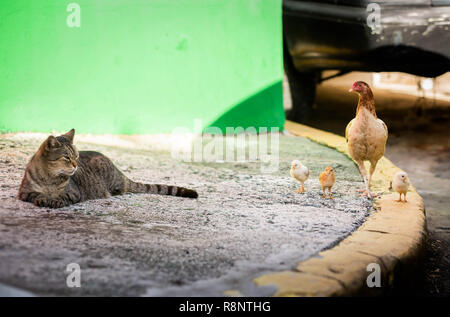 La mère poule avec les poules dans la rue croître sauvage Banque D'Images