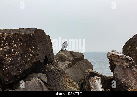 Shot verticale de crow assis sur le dessus de roches de la mer et du bois flotté de sciage Banque D'Images