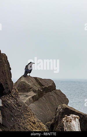 Shot verticale de crow assis sur le dessus de roches de la mer et du bois flotté de sciage Banque D'Images