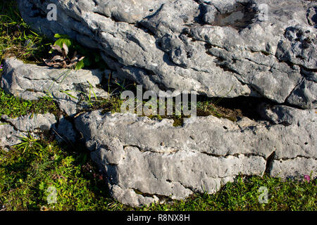 Vue rapprochée de roches et de plantes de montagne. Banque D'Images