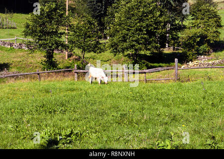 Vue d'une vache blanche sur l'herbe de pâturage à champ haut plateau. L'image est capturée à Trabzon/domaine de la région de la mer Noire situé au nord-est de Tur Banque D'Images