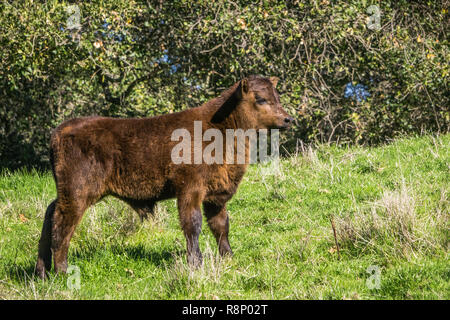 Veau mignon seul se tenant sur un vert pâturage, baie de San Francisco, Californie Banque D'Images