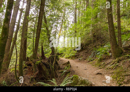 Chemin de terre menant à travers la forêt dans l'après-midi Banque D'Images